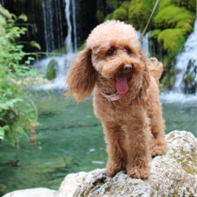 Cane marrone su una roccia davanti a una cascata.